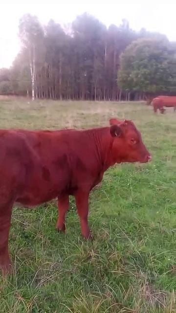 для племя бычок и телки