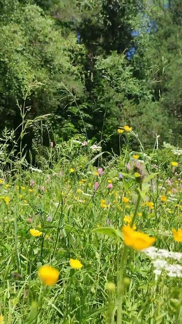 Лето в горах. Это прекрасно💚