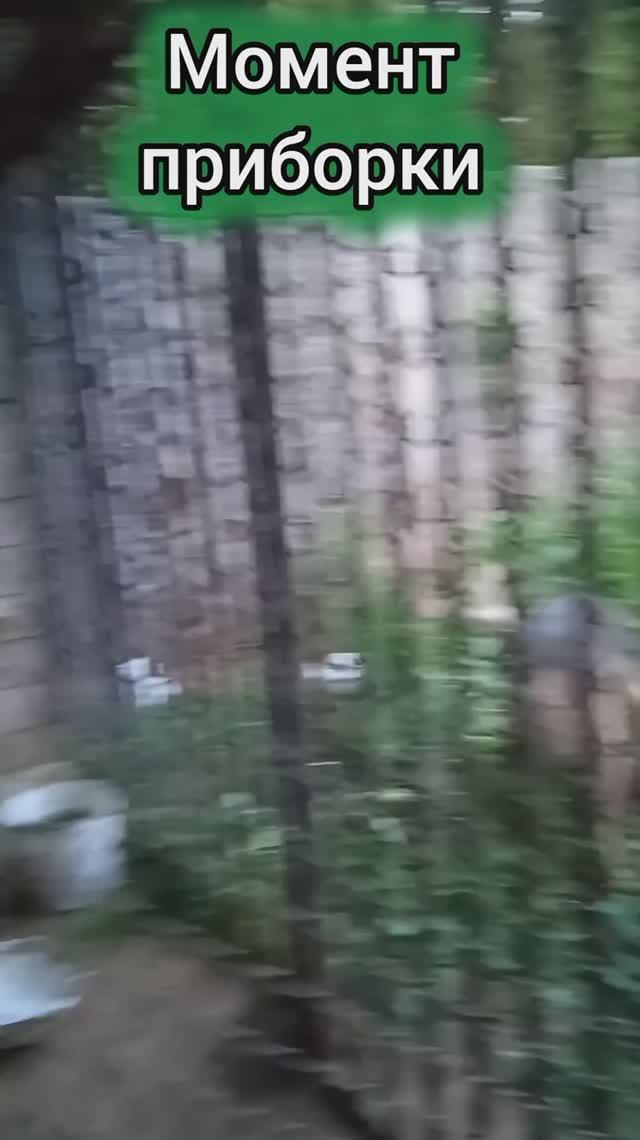 Момент приборки у Доси и Бучика