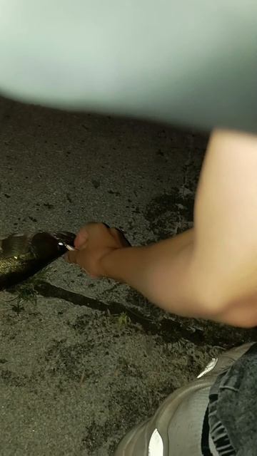 Поклёвка судака на воблер от первого лица. Мой тгк https://t.me/duo_fishing