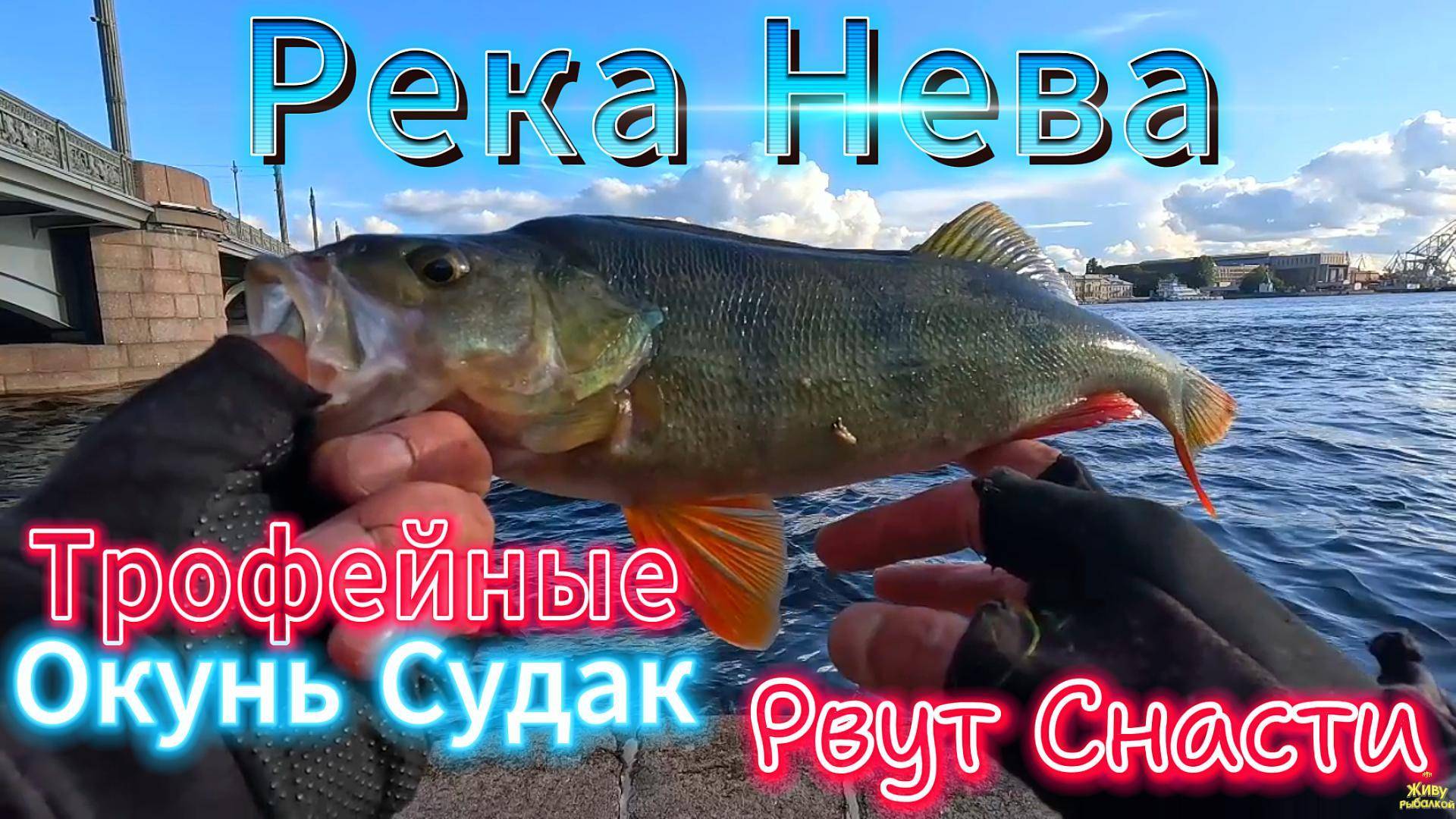 НЕВА ВСЁ ПОПРЕЖНЕМУ ТРОФЕЙ СУДАК ОКУНЬ РВЁТ СНАСТИ ОТВОДНОЙ РАСКАЧАЛ ХИЩНИКА НА КЛЁВ