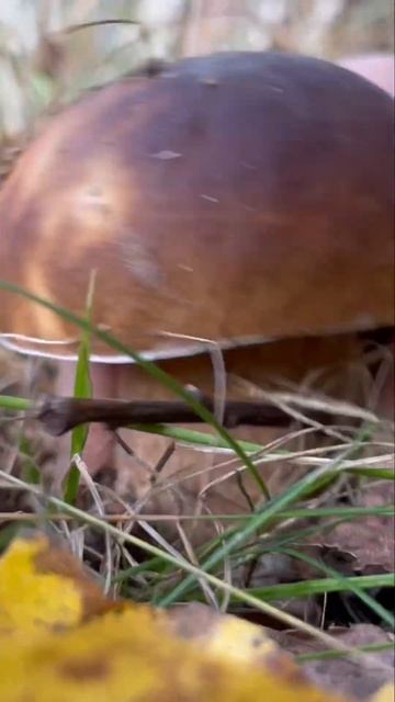 Грибная сказка! #shorts