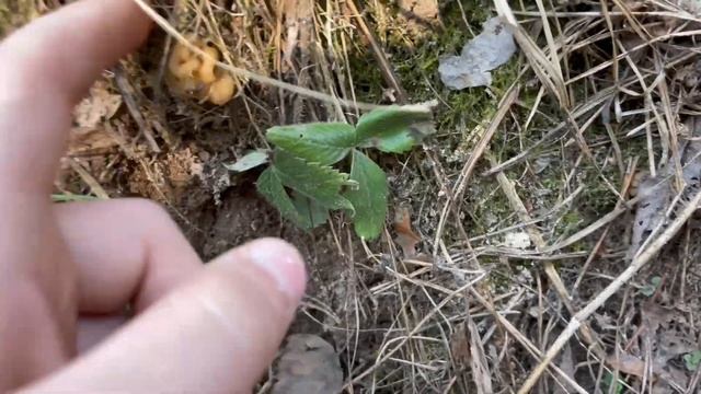 ВЕСЕННИЕ ГРИБЫ В АПРЕЛЕ| ГРИБНИК ОЧЕНЬ ДОВОЛЕН| ГРИБЫ 2023