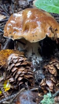 Отличная находка! #грибы #shorts