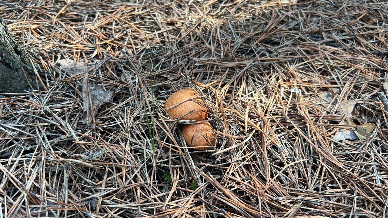 Тихая охота