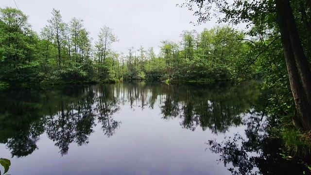 Озеро в лесу