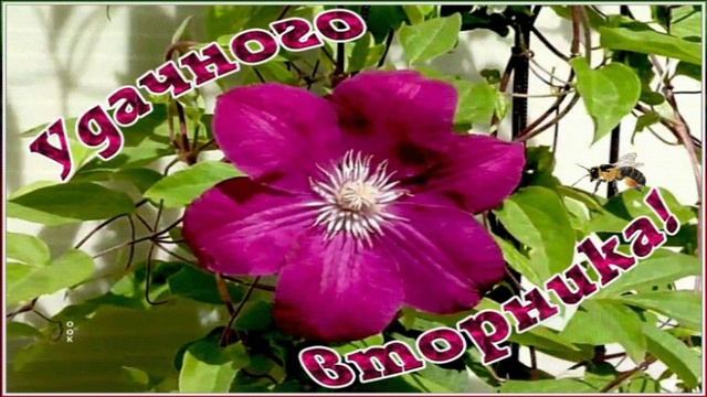 ДОБРЕЙШЕГО УТРЕЧКА! ПРЕКРАСНОГО МУЗЫКАЛЬНОГО ВТОРНИКА!