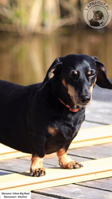 фотосессия 🐾