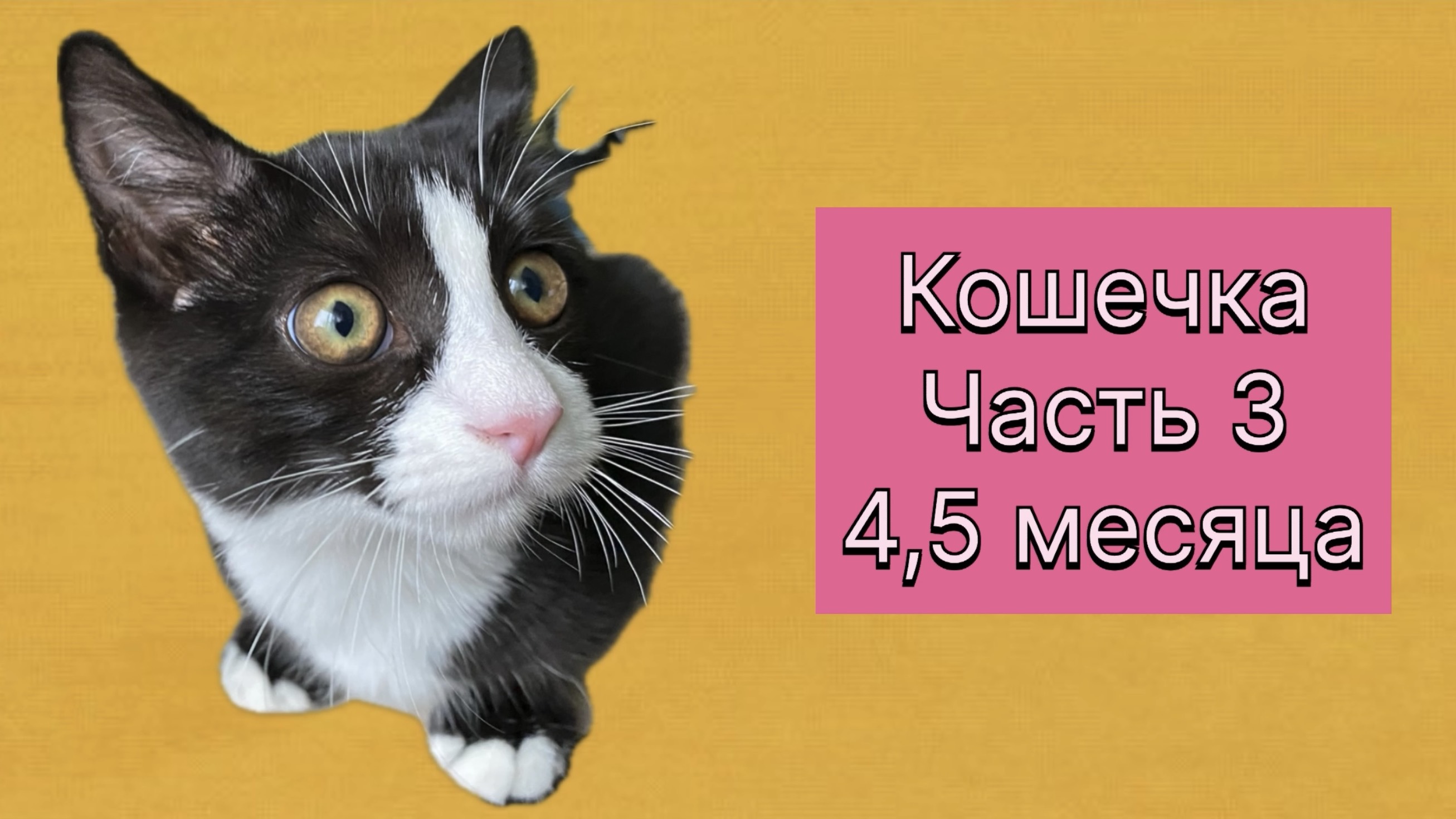 Полозушница. Как развивается и развлекается котёнок в 4,5 месяца. Первый зубик! 26.08.25 г.