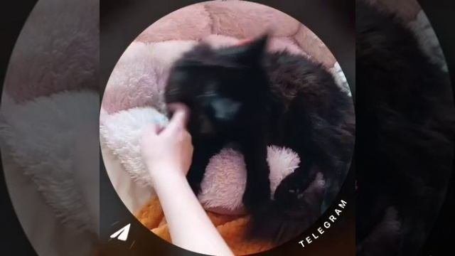🥰Выпускница Пума, Севастополь
🤗Первые дни дома. Мейн Кун