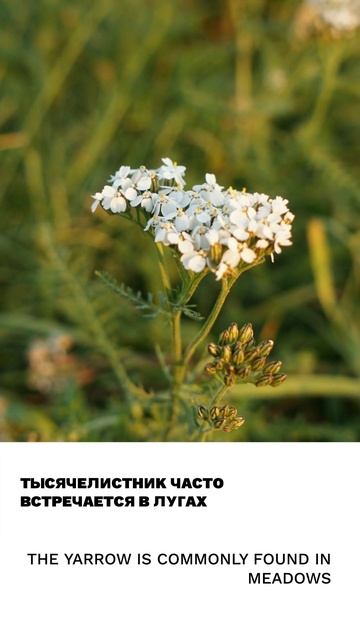 Тысячелистник