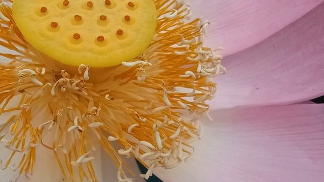 Лотос, Лабинск