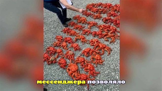 Сахалинская полиция накрыла подпольный цех с крабом, рыбой и гребешком