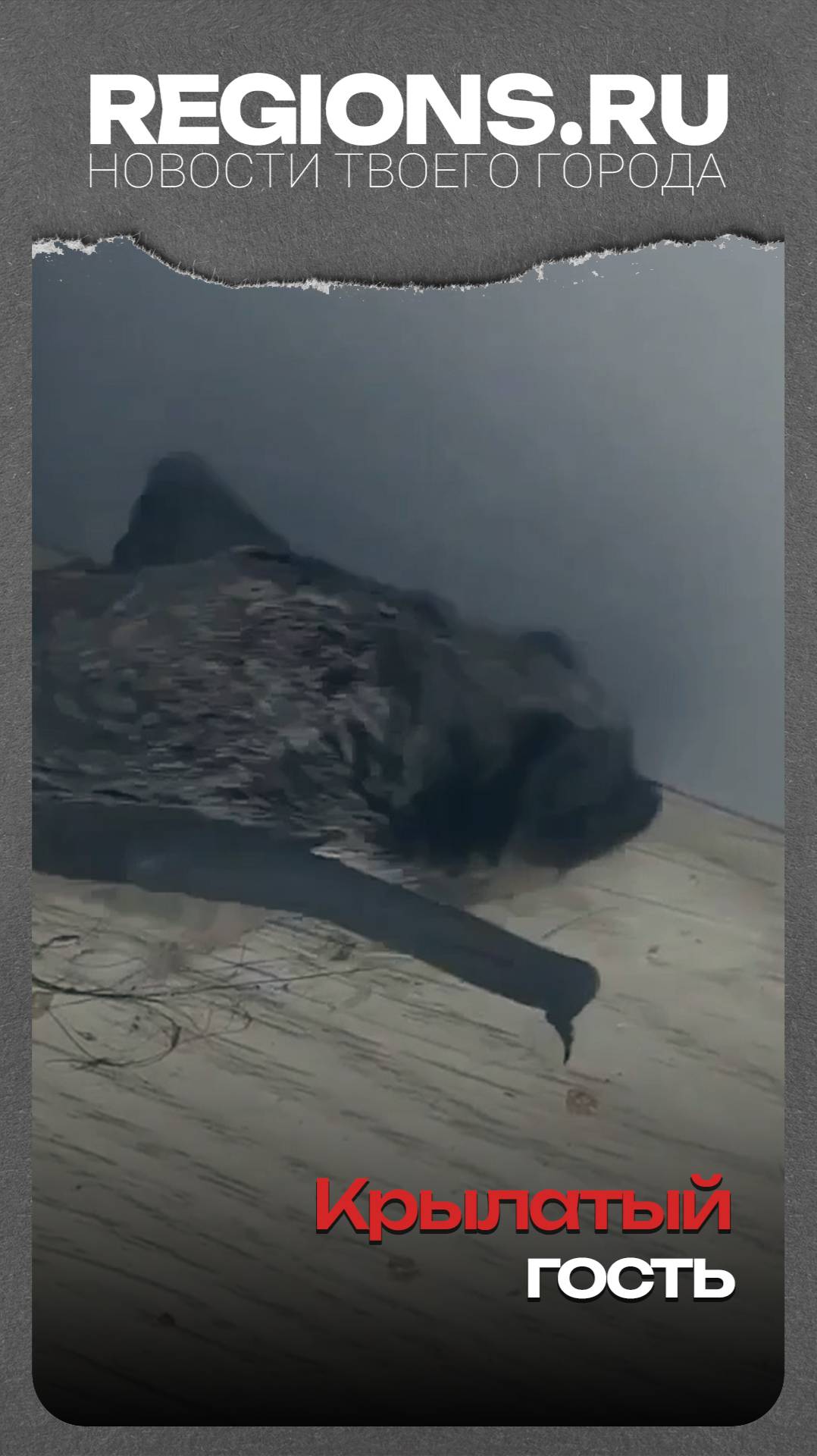 Крылатый гость