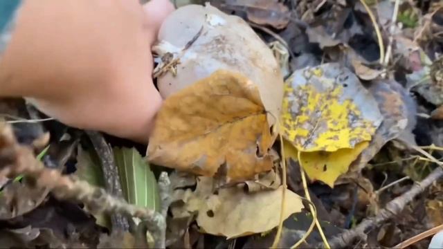 ГРИБЫ ПО БАБУШКИНЫМ МЕСТАМ ЗОЛОТАЯ ОСЕНЬ ГРИБЫ 2022