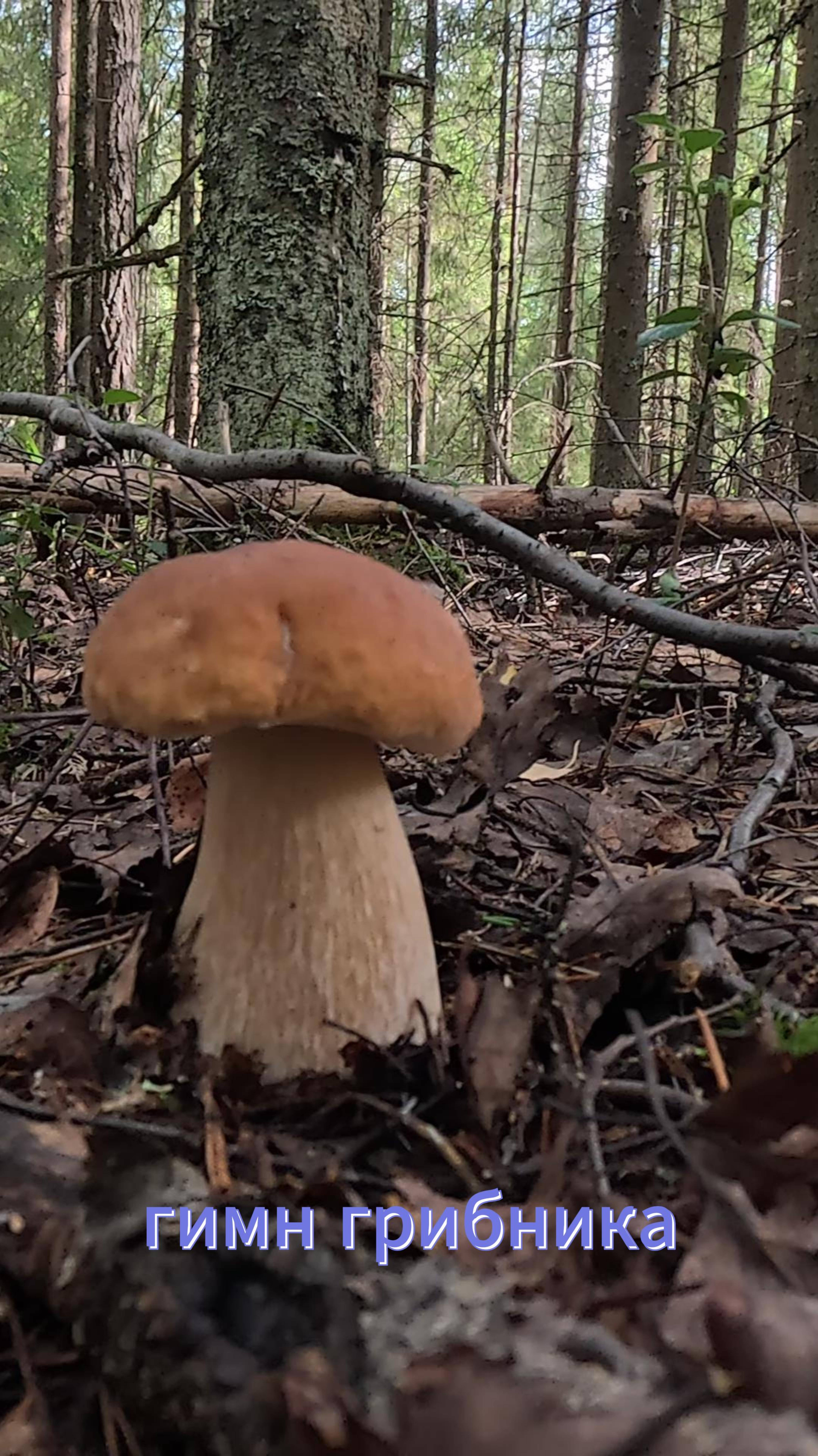 Всем хорошего настроения и грибного улова, а с вами в поддержку гимн грибника.