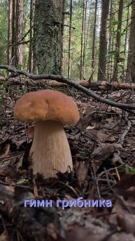 Всем хорошего настроения и грибного улова, а с вами в поддержку гимн грибника.