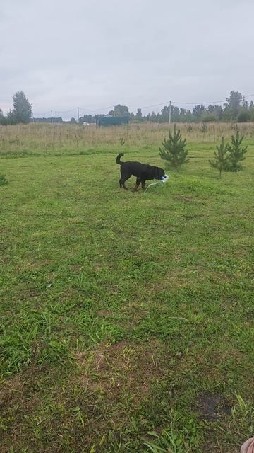 Полад на даче #ротвейлер