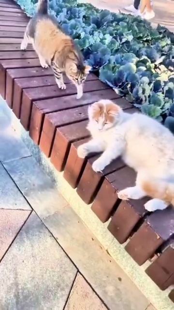 А, МОРЕ, ВСЁ ШТОРМИТ. ТУРЦИЯ 2025.