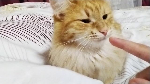 КОтик казямока (великая 2)