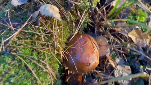 ГРИБЫ НА КАЖДОМ ШАГУ! ЛУЧШАЯ ТИХАЯ ОХОТА! ГРИБЫ 2022