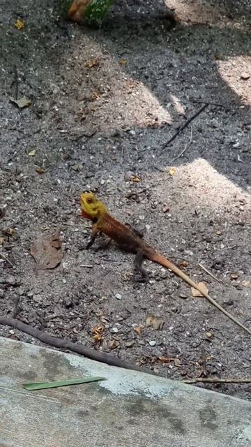 Мальдивский дракончик