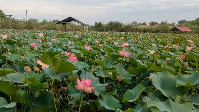 Лотосы в Лабинске