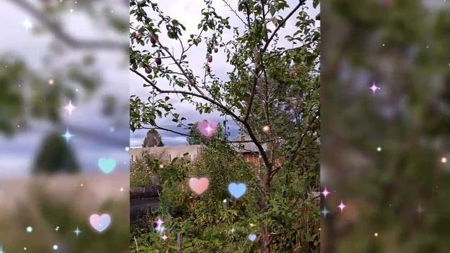 🍎 ЯБЛОНЯ, СЛИВА, РЯБИНА, ПИЖМА, НА ВЕРАНДЕ 🍎 25 АВГУСТА 2025 г.🍎