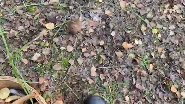 КАК Я В ЛЕСУ ГРИБЫ СОБИРАЛ| ТАКОГО Я НЕ ОЖИДАЛ| ОПЯТА ПОЯВИЛИСЬ| ПОЛНЫЕ КОРЗИНЫ ГРИБОВ| ГРИБЫ 2021