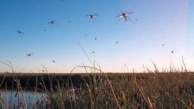 ЗАБОДАЙ ТЕБЯ КОМАР!    +++ (3)