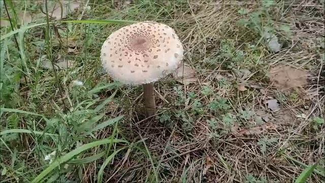 Прогулка ПО ЛЕСУ. УДИВИТЕЛЬНЫЕ ГРИБЫ, мкр.Шилово, г.Воронеж, 25.08.2025 года