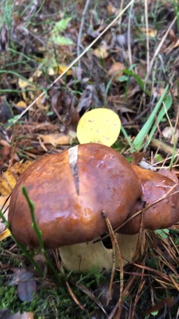 НАСТОЯЩИЕ КРАСАВЦЫ ПОЛЬСКИЕ ГРИБЫ! #shorts