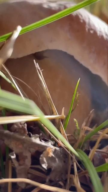 Вот это находка!!! #грибы #shorts