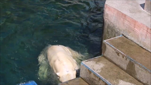 Через два часа Кай проснулся и пошёл в бассейн играть 26.08.2025