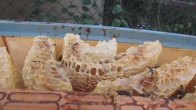 ленивое пчеловодство - малоформатный улей который можно не осматривать , 26.08.2025