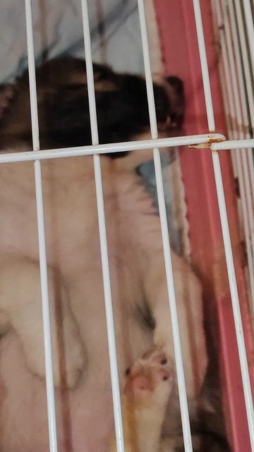 спит как маленький ребенок