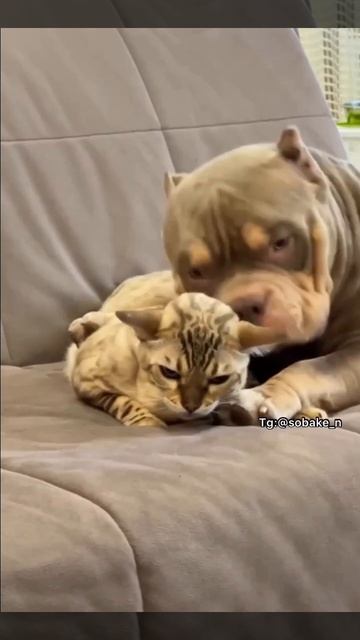 VID_20250827_224121_093.mp4.mov