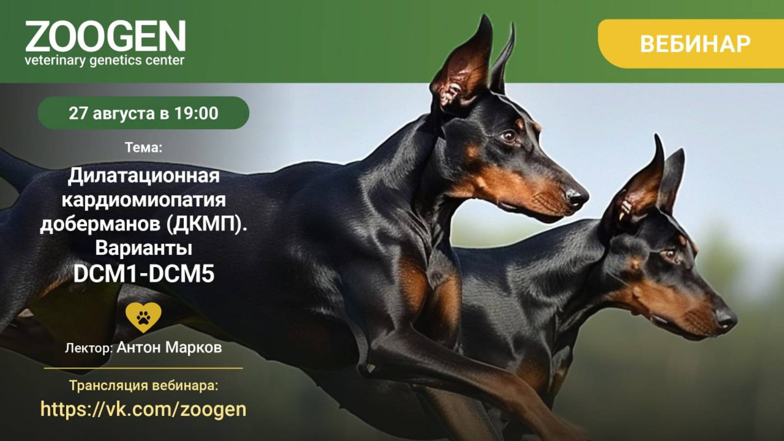 Дилатационная кардиомиопатия доберманов (ДКМП). Варианты DCM1-DCM5.