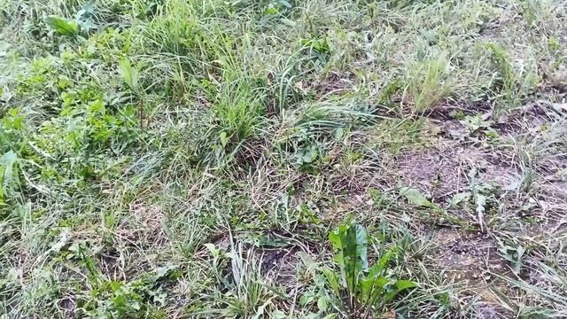 26.08.25. Первая обработка пчел от клеща дымом!