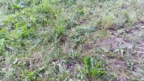 26.08.25. Первая обработка пчел от клеща дымом!