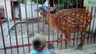 Олень