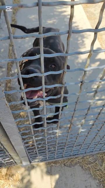 Навестила Тайсона на передержке