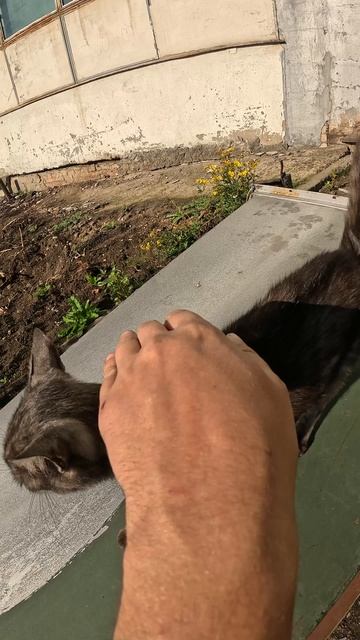 Котик с завода