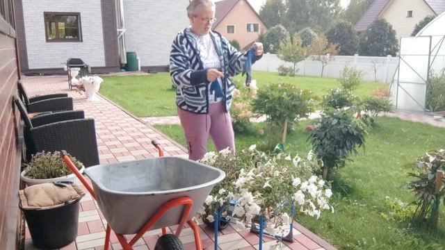 Посадила клубнику, надеюсь не поздно! Продолжаю убирать вазоны с цветами.
