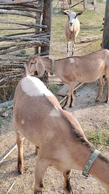 Этнодеревня Ростову-на-Дону