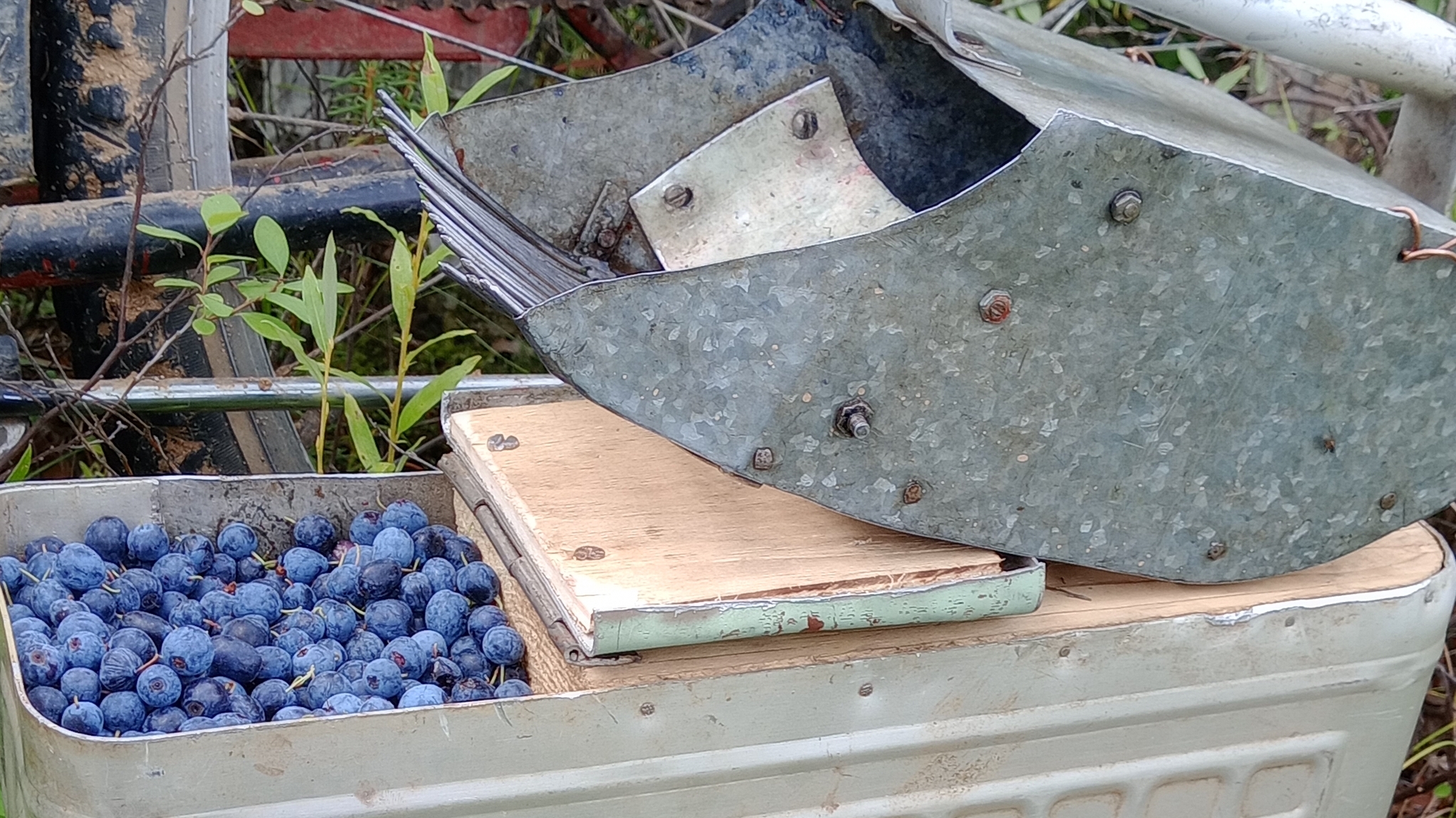 Заготовка голубицы.