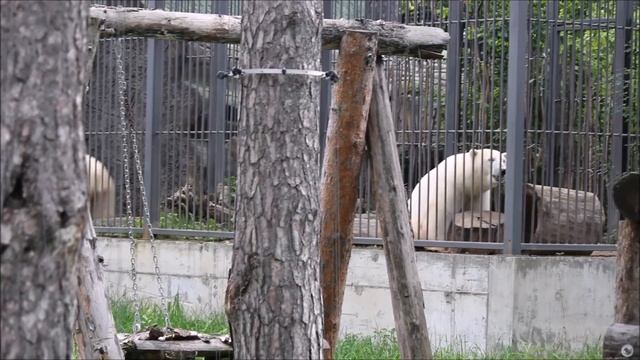 У Белки и Стрелки сегодня генеральная уборка в бассейне 26.08.2025