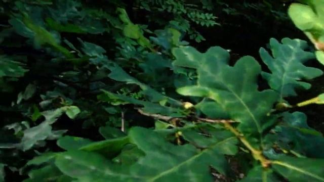 САМВЕЛ АДАМЯН, ПОЧЕМУ НАДЯ СРОЧНО УЕХАЛА В НЕДОГАРКИ, У ПУСИКА РАЗОШЛИСЬ ШВЫ.