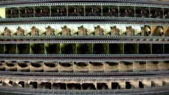 Заставка компании “VOX-Video” (2004-2009)