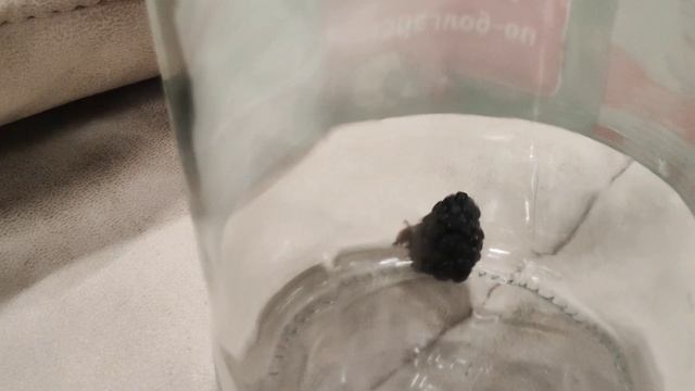 новые питомцы сверчок подружились с улиткой